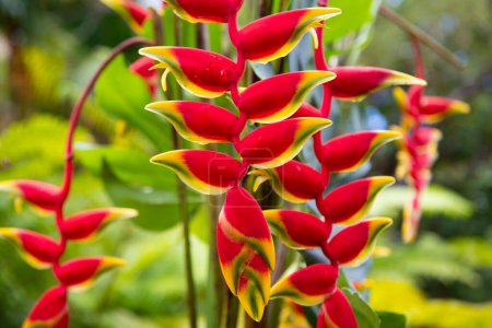 Red Flover Muster, tropische Blumen Hintergrund. Hummerkralle, Heliconia Rostrata Blüte. Heliconia rostrata, die hängende Hummerkralle oder der falsche Paradiesvogel