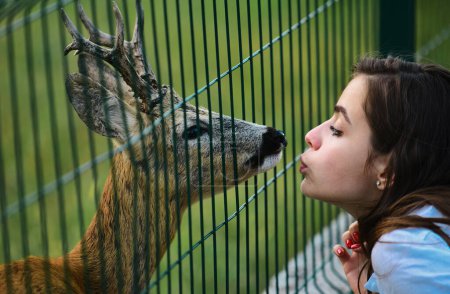 Foto de Ciervo bambi en la jaula del zoológico. Mujer beso cola blanca huevas fawn carpeolus y animales salvajes concepto - Imagen libre de derechos