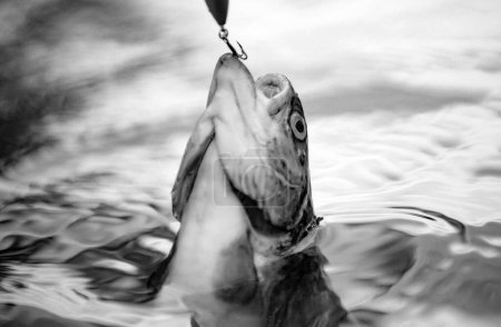 Foto de Trucha arco iris Steelhead. Varilla de volar y carrete con una trucha marrón de un arroyo. Pescado en el anzuelo - Imagen libre de derechos