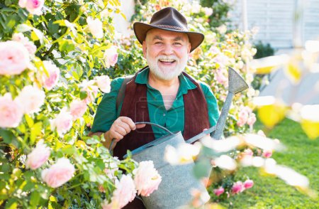 Old man with watering can on roses garden. Spring gardening routine hobby. Happy senior grandfather on backyard