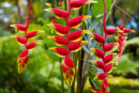 Rote tropische Blume und grüner Hintergrund. Hummerkralle, Heliconia Rostrata Blüte. Heliconia rostrata, die hängende Hummerkralle oder der falsche Paradiesvogel