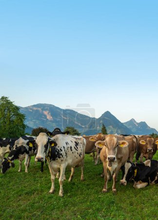 Foto de Vaca bovina pastando en tierras de cultivo. Grazing Cows in a Meadow with Grass. Rebaño de vacas en un campo de hierba. Vaca madura en un campo verde. Vacas pastando en pastos naturales. Animales de granja. Vacas y terneros pastando - Imagen libre de derechos