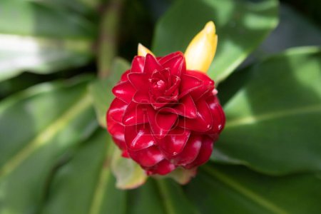 Floraison été Fleur tropicale rouge. Gingembre rouge hawaïen Alpinia purpurata situé à Jakarta, en Indonésie ou à Hawaï. Red Ginger Plants. Gingembre rouge ou gingembre de cône rose