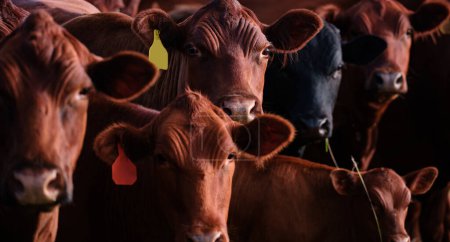 Téléchargez les photos : Troupeau de vaches broutant dans un pâturage en été. Vaches dans la campagne à l'extérieur. Concept de lait de vache frais - en image libre de droit