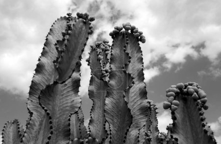 Cactus spiked. Cactus in desert on sky backdround, cacti or cactaceae pattern