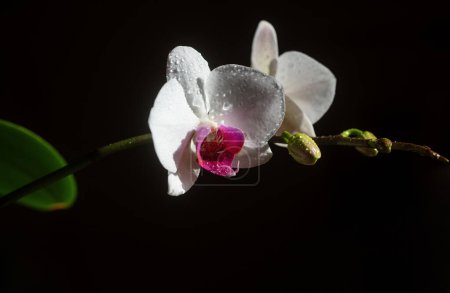 Foto de Flor phalaenopsis de la orquídea. Planta decorativa aislada sobre fondo negro. Concepto floral - Imagen libre de derechos