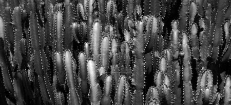 Cactus backdround, cacti design or cactaceae pattern
