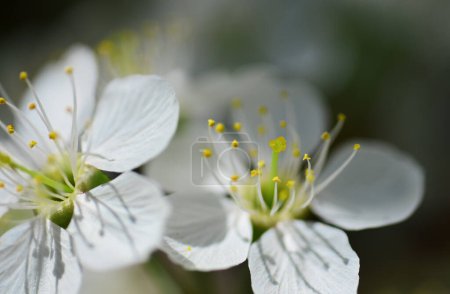 Photo for Spring flower closeup. Springtime Blossom background. Beautiful nature with blooming trees - Royalty Free Image