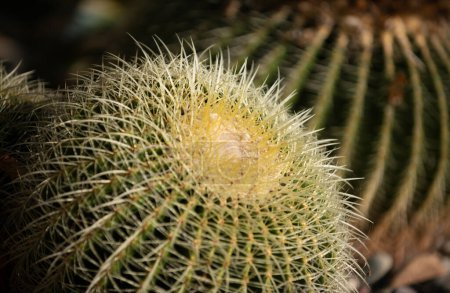 Cactus backdround, cacti design or cactaceae pattern