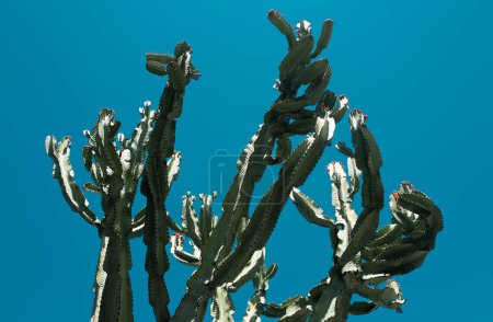Téléchargez les photos : Cactus dans le désert sur fond de ciel, cactus ou motifs de cactacées - en image libre de droit
