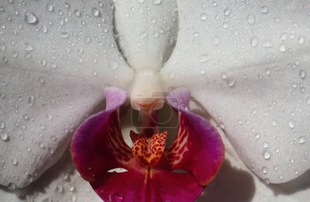 Sexy flower vulva. Clitoris vagina. Orgasm. Spring season. Erotic orchid flower close up. Passionate love