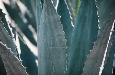 Agave close up. Cactus backdround, cacti design or cactaceae pattern