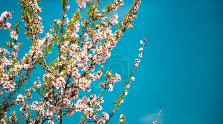 Spring tree flowers. Blossom background. Nature blooming tree. Springtime