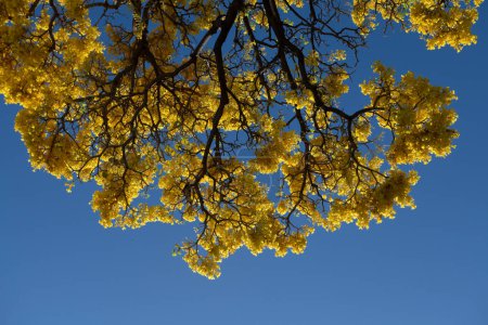 Téléchargez les photos : Fleurs jaunes sur fond bleu ciel. Floraison printanière, branche d'un arbre en fleurs - en image libre de droit