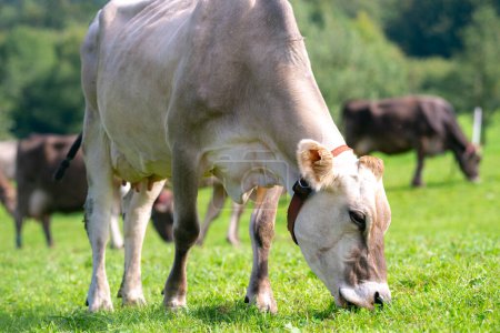 Foto de Pastos de vacas en los Alpes. Vacas en pastos en prados alpinos en Suiza. Hierba de pasto de vaca. Vaca en prado alpino verde. Vaca pastando en el campo verde con hierba fresca. Vacas suizas. Vacas en un campo de montaña - Imagen libre de derechos