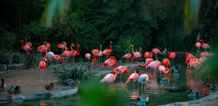Amerikanischer Flamingo. Flamingos. Schönheit Vögel Gruppe von Flamingos
