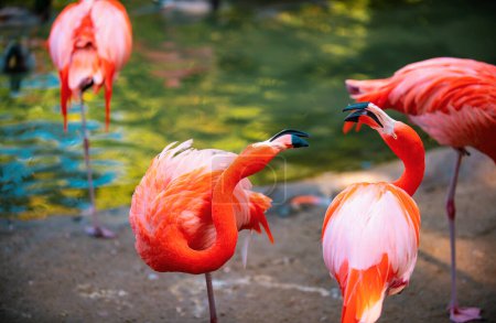 A flock of pink flamingos. Pink flamingo beauty birds. Caribbean flamingo. Big bird is relaxing enjoying the summertime. Green nature background