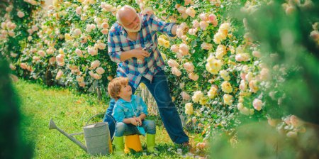 Téléchargez les photos : Grand-père avec son petit-fils jardinier ensemble. Jardinage avec un enfant. Jardinier principal barbu dans un jardin urbain. Grand-père et petit-fils, bannière de printemps - en image libre de droit