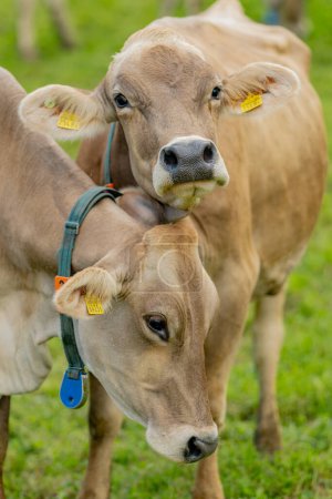 Foto de Las vacas pastan en un prado. Pastos de ganado vacuno en un campo verde. Ganado lechero en pastos en la colina en el campo. Ganado Raza pastos en el campo de hierba. Brangus Ganado en pastos naturales. Vaca de pastos - Imagen libre de derechos