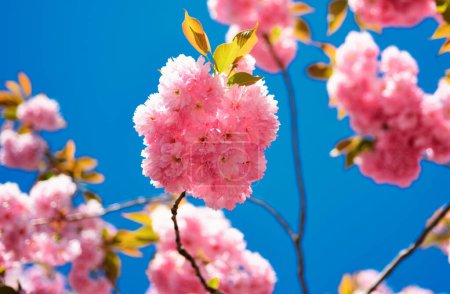 Foto de Flor de cerezo. Flor de margarita, flores de margarita florecientes en el prado. Cerezo de Sacura. Hermoso fondo abstracto de primavera floral de la naturaleza - Imagen libre de derechos