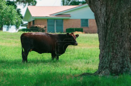 Foto de Rebaño de vacas lecheras en un campo de hierba verde - Imagen libre de derechos