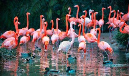 Greater flamingo, Phoenicopterus roseus. Colony of pink Flamingos grooming while wading in a pond