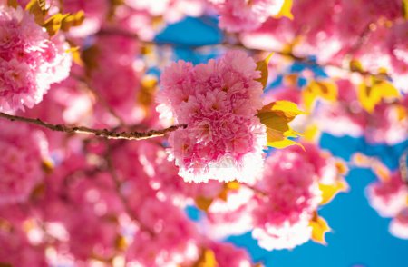 Kirschblüte. Sacura-Kirschbaum. Zweigen zarte Frühlingsblumen. Frühling. Frühlingsblumen mit blauem Hintergrund und Wolken. Japanische Kirsche. Prunus serrulata