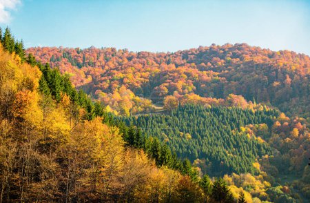 Foto de Hermosos árboles amarillos, naturaleza forestal. Textura de otoño y paisaje, fondo otoñal - Imagen libre de derechos