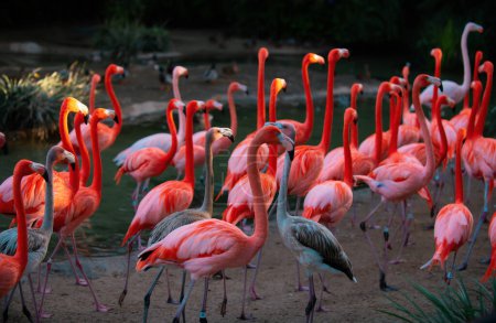Téléchargez les photos : A flock of pink flamingos. Pink flamingo beauty birds. Caribbean flamingo. Big bird is relaxing enjoying the summertime. Green nature background - en image libre de droit