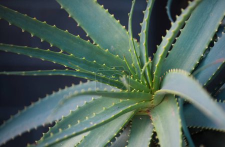 Photo for Aloe vera plant, macro of aloe herbs - Royalty Free Image