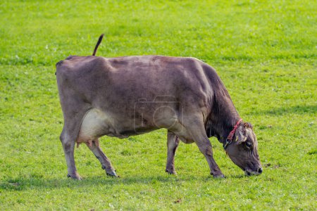 Foto de Las vacas pastan en un prado. Pastos de ganado vacuno en un campo verde. Ganado lechero en pastos en la colina en el campo. Ganado Raza pastos en el campo de hierba. Brangus Ganado en pastos naturales. Vaca de pastos - Imagen libre de derechos
