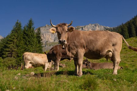 Téléchargez les photos : Vache dans la prairie dans les montagnes. Vache brune dans un pâturage vert. Vaches troupeau dans un champ vert. Prairie alpine avec vaches, Alpes Suisse. Vache à cornes, bétail, vache à cornes - en image libre de droit