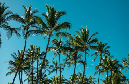 Foto de Palmeras paisaje con soleado paraíso tropical. Palmeras de coco, hermosa textura tropical con luz solar en el cielo fondo abstracto - Imagen libre de derechos