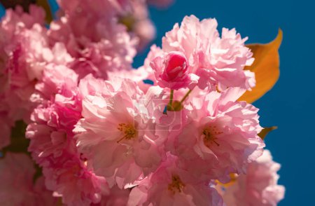 Téléchargez les photos : La fleur de cerisier. Cerisier de Sacura. Arrière-plan avec des fleurs un jour de printemps. Floraison fleurs sakura fermer avec ciel bleu sur le fond de la nature - en image libre de droit