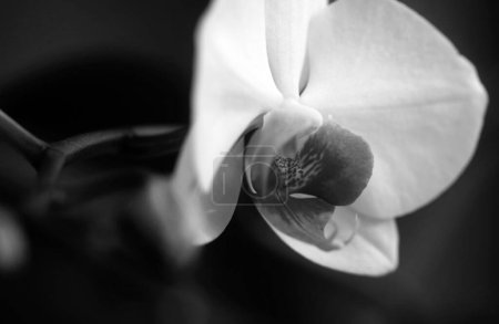 Foto de Phalaenopsis Orchid. Concepto floral. Flores de primavera. Orchidea flores decorativas - Imagen libre de derechos