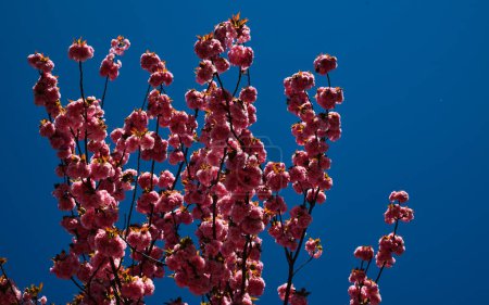 Téléchargez les photos : La fleur de cerisier. Vancouver Cherry Blossom Festival. Cerisier de Sacura. Pour cartes de vœux de Pâques et de printemps avec espace de copie - en image libre de droit