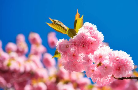 Téléchargez les photos : Festival Sakura. La fleur de cerisier. Cerisier de Sacura. Modèle de fleurs de printemps. Beau printemps floral fond abstrait de la nature - en image libre de droit