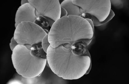 Téléchargez les photos : Orchidée violette fleur phalaenopsis, falah. Phalaenopsis violet fleurs - en image libre de droit