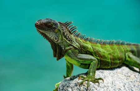 Téléchargez les photos : Iguane vert, également connu sous le nom d'iguane américain, espèce herbivore de lézard du genre Iguana - en image libre de droit
