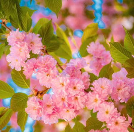 Cherry blossom. Branches of blossoming apricot macro with soft focus on sky background. Sacura cherry-tree. Daisy flower, flowering daisy flowers in meadow