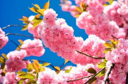 Photo for Cherry blossom. Branches of blossoming apricot macro with soft focus on sky background. Sacura cherry-tree. Copenhagen Sakura Festival - Royalty Free Image