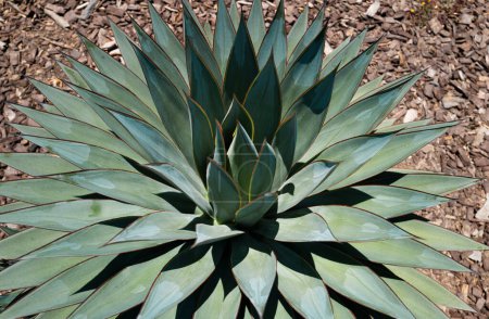 Téléchargez les photos : Cactus en forme de désert, de cactus ou de cactacées. Cactus d'agave - en image libre de droit