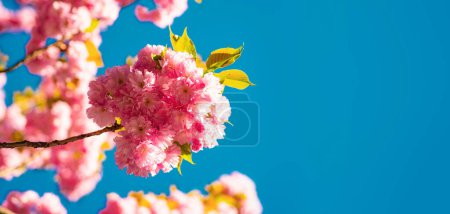 Photo for Cherry blossom. Sacura cherry-tree. For easter and spring greeting cards with copy space. Spring border background with pink blossom. Background with flowers on a spring day - Royalty Free Image