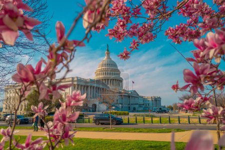 Capitole près du magnolia à fleurs printanières. Capitole national américain à Washington, DC. Point de repère américain. Photo de Capitol Hill spring