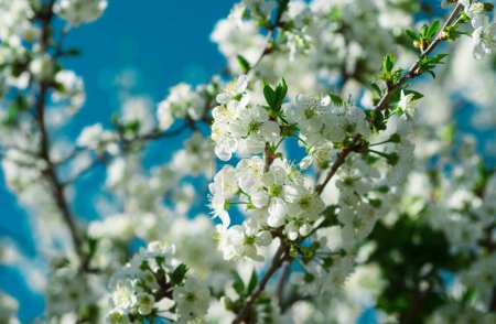 Springtime blooming cherry tree background. Beautiful nature with blossoming spring flowers