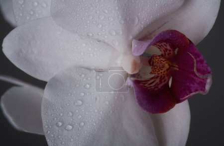 Photo for Closeup wet orchid plants. Orchids blossom close up, Phalaenopsis - Royalty Free Image