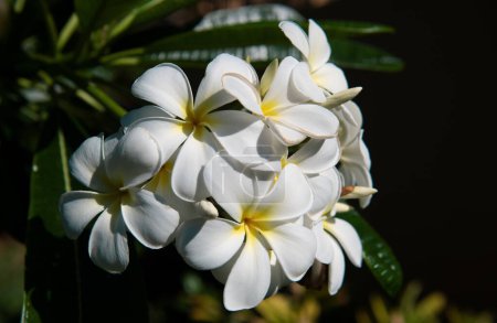 Foto de Primer plano de flores frangipani con fondo verde. Plumeria blanca flores rubra. Hermosas flores frangipani con fondo de hojas verdes - Imagen libre de derechos