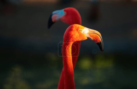 Close up portrait of pink Flamingo in nature. Phoenicopterus ruber in close contact with the female. Beauty Flamingos