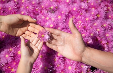 Manos de adultos y niños sosteniendo flores. Fondo de manzanilla violeta. Los padres y los niños se juntan en flores rosas de aster. Las manos de la madre padre y el pequeño bebé de cerca