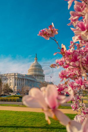 Die Hauptstadt, der amerikanische Frühling, der Frühling im Kongress. Blütenfrühling in Washington DC. Kapitol im Frühling. Kongress der Vereinigten Staaten, Washington D.C.